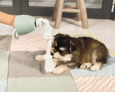 Beeztees Puppy flostouw Pullina groen