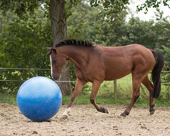 QHP Paardenvoetbal Blauw 80 - 100 cm